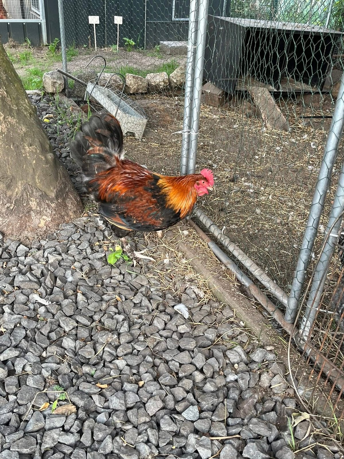 GRATIS Marans maran haan kip