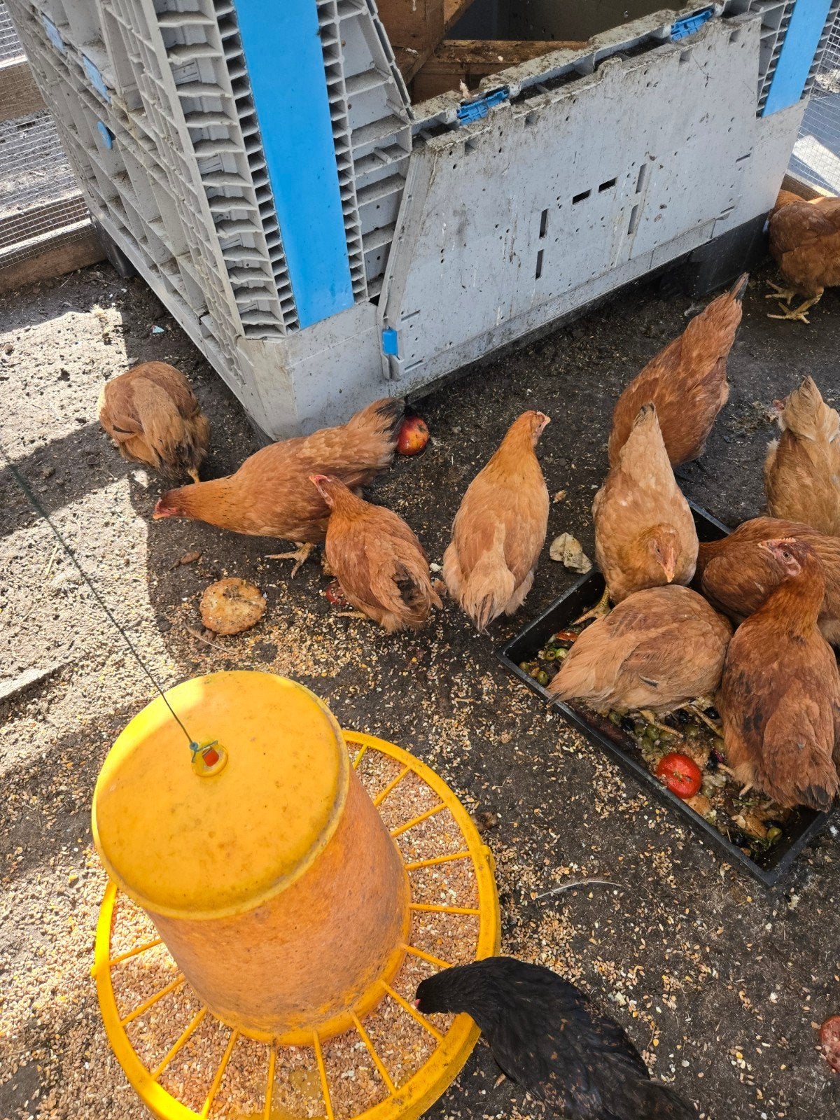 Jong kip, Dieren en Toebehoren, Kip
