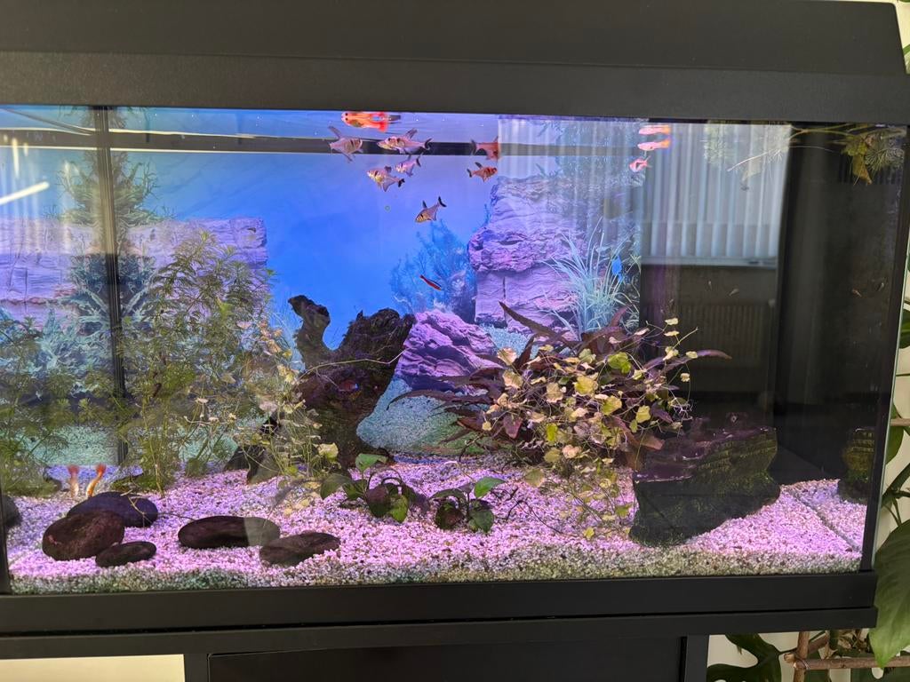Aquarium Juwel - 60 liter, Dieren en Toebehoren, Ophalen, Gebruikt, Inclusief vissen, Juwel