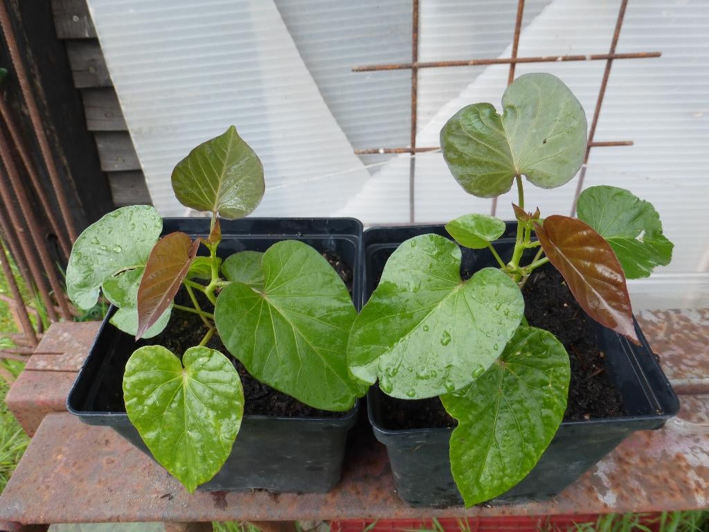 ZOETE AARDAPPEL (BATAAT), Zakelijke goederen, Landbouw | Aardappelen, Groenten, Fruit en Vlees, Ophalen