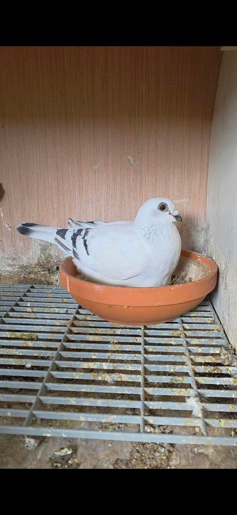 Mooi koppel duiven, Dieren en Toebehoren