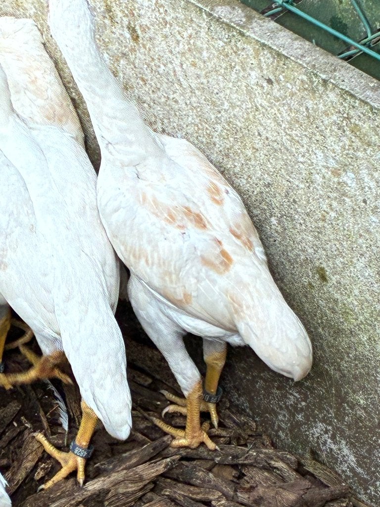 Shamo krielen, Plusieurs animaux, Poule ou poulet