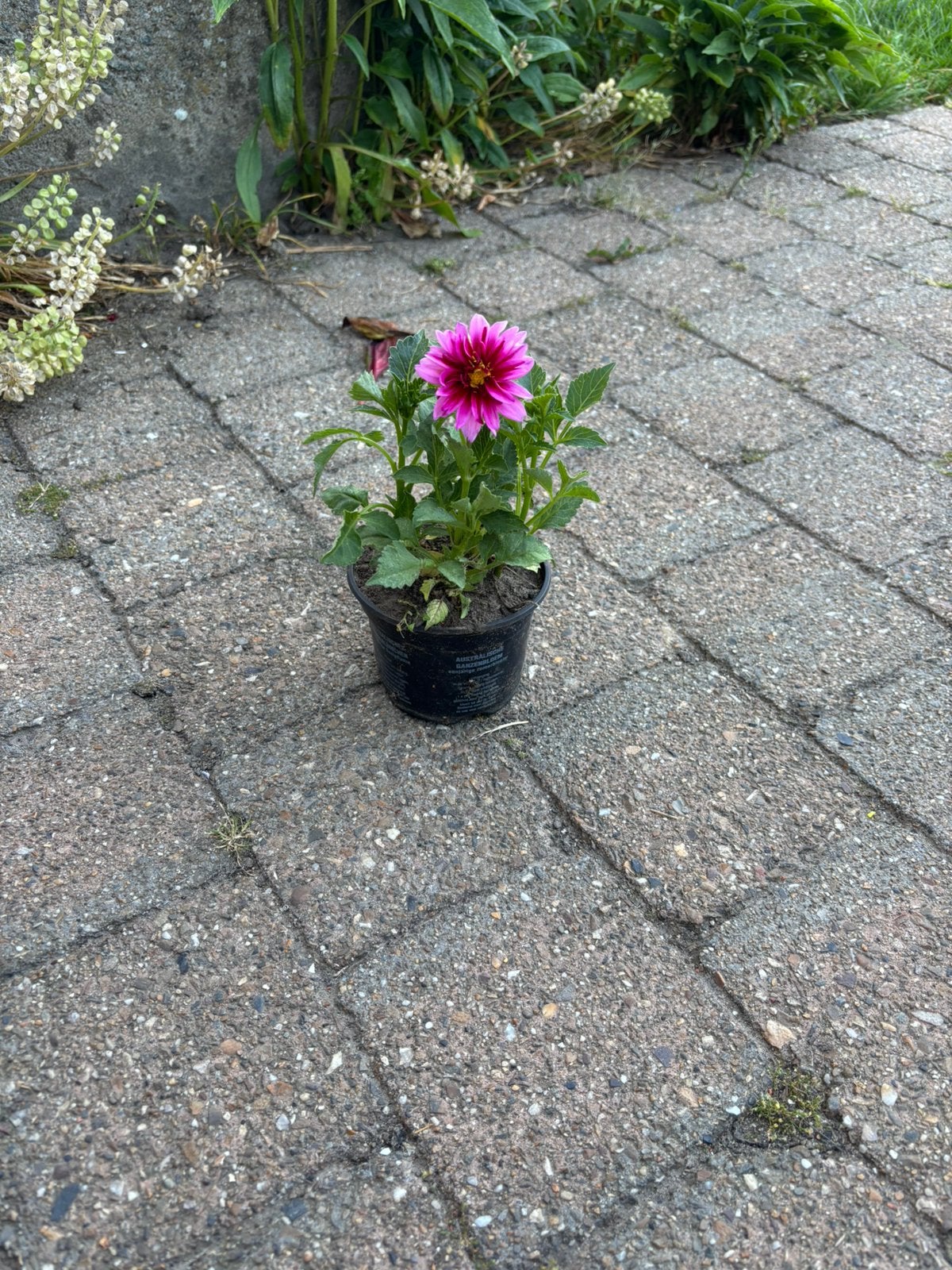 Dahlia’s, Ophalen