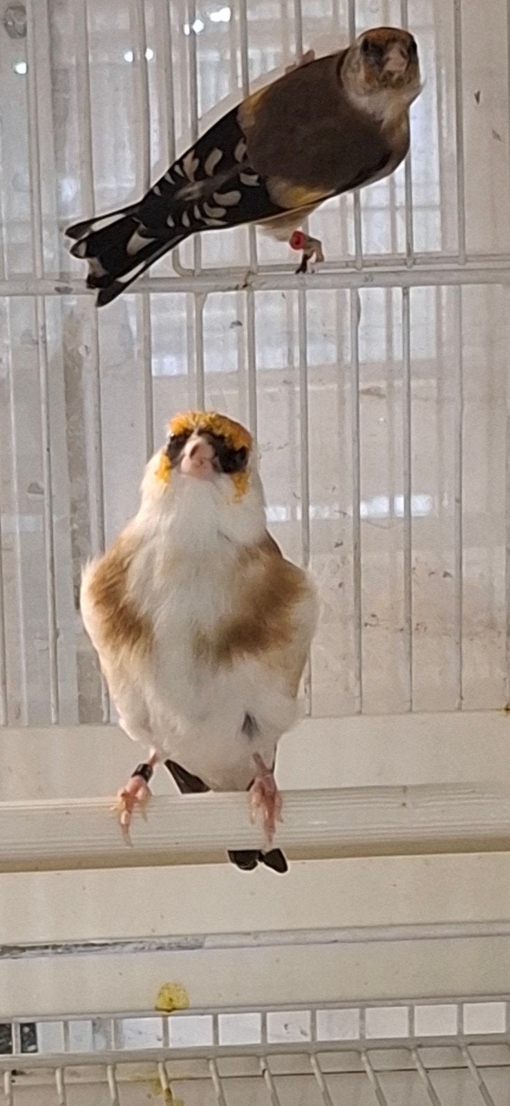 mâle chardonneret 2025, Dieren en Toebehoren