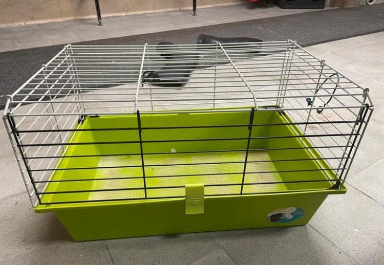 Caviakooi - 2 stuks te koop, Dieren en Toebehoren, Ophalen, Gebruikt