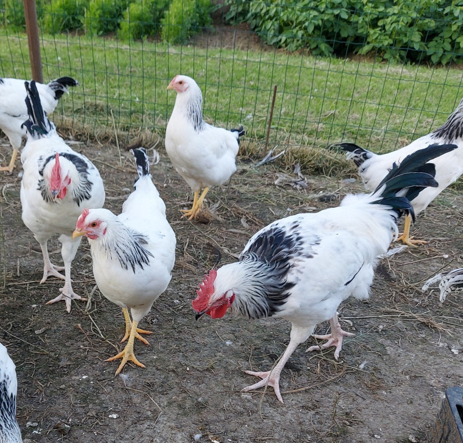 Sussex kweekhanen, Dieren en Toebehoren, Pluimvee