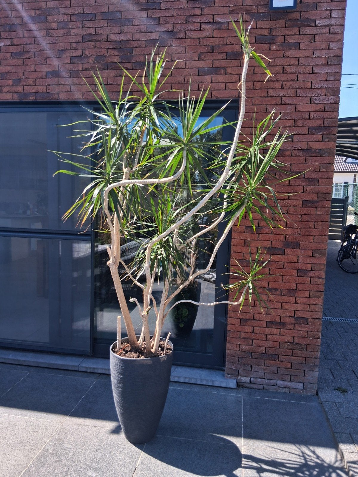 plante avec pot. Grand. Pour une utilisation en intérieur., Enlèvement