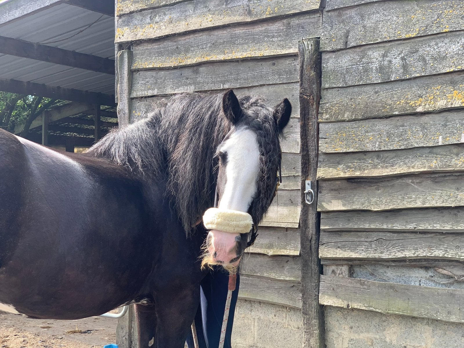 Lieve, grote tinker merrie, Dieren en Toebehoren, Merrie, Recreatiepaard