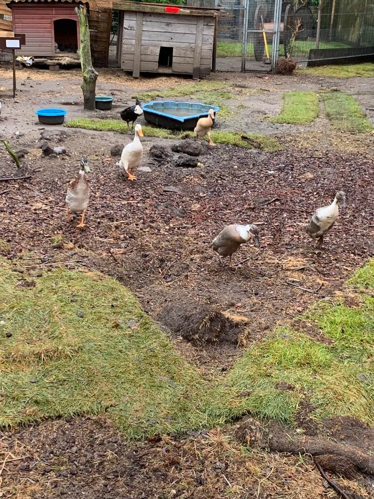 Loopeenden 2 woerden 5 hennen, Dieren en Toebehoren