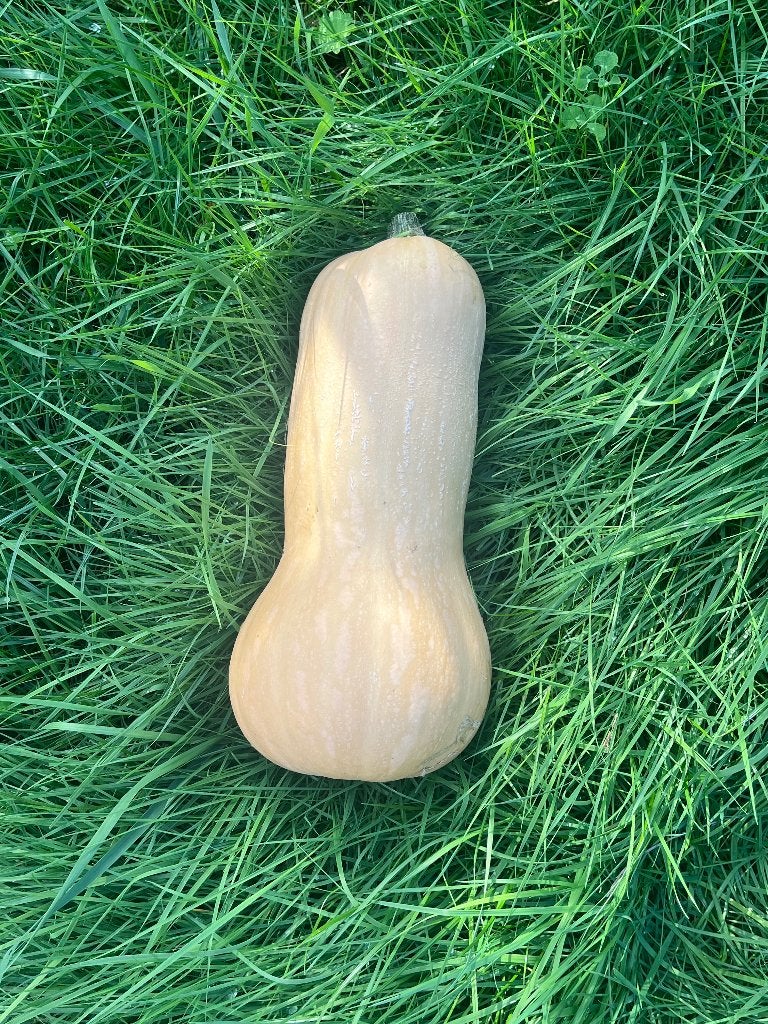 Butternut (flespompoen), Ophalen