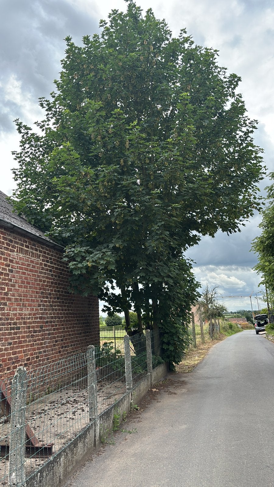 Boom - brandhout, Ophalen