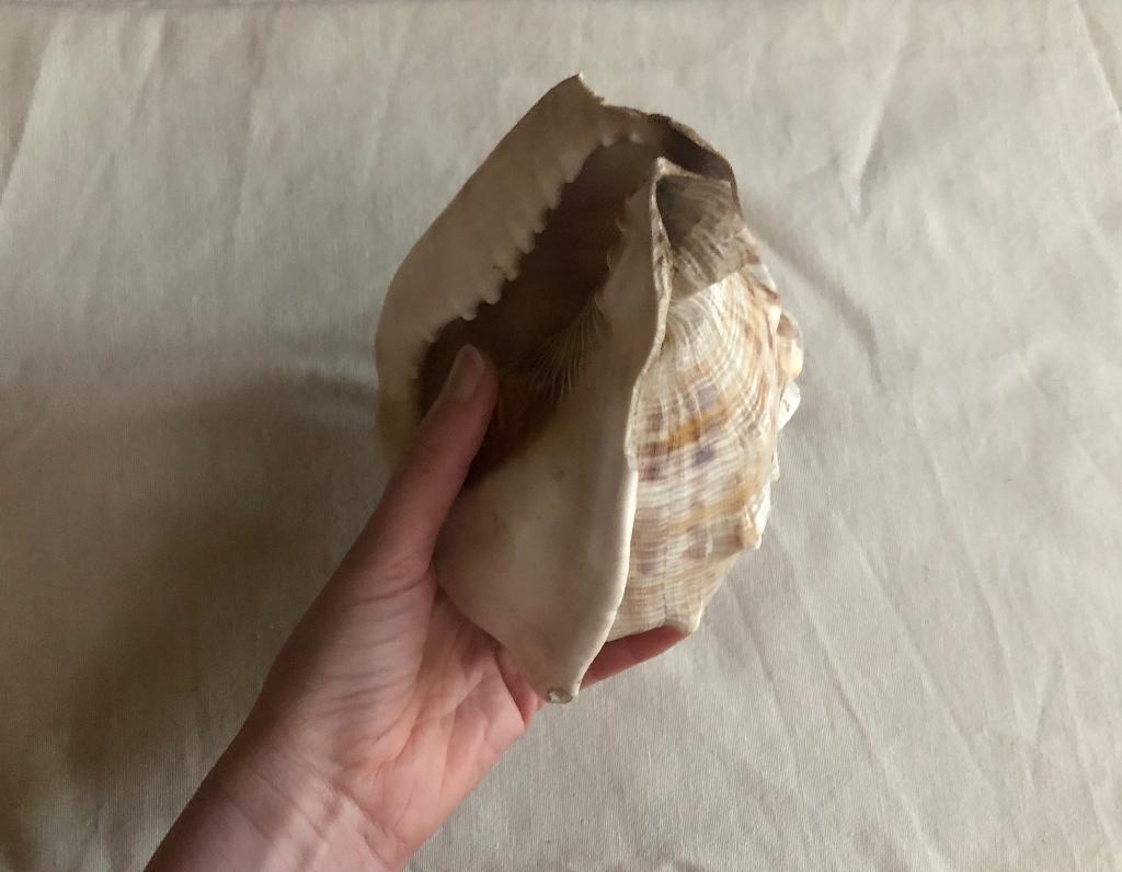 Grote schelp, Enlèvement, Coquillage(s)