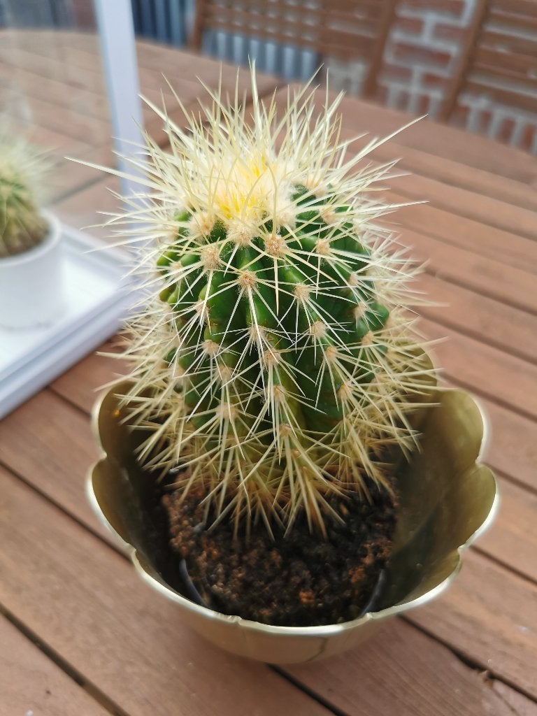 mini cactus, Enlèvement, Cactus