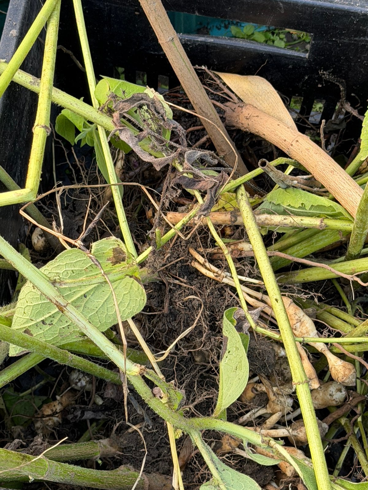Aardpeer plantgoed – kweek je eigen eetbare knollen, Tuin en Terras, Ophalen, Wortelstok