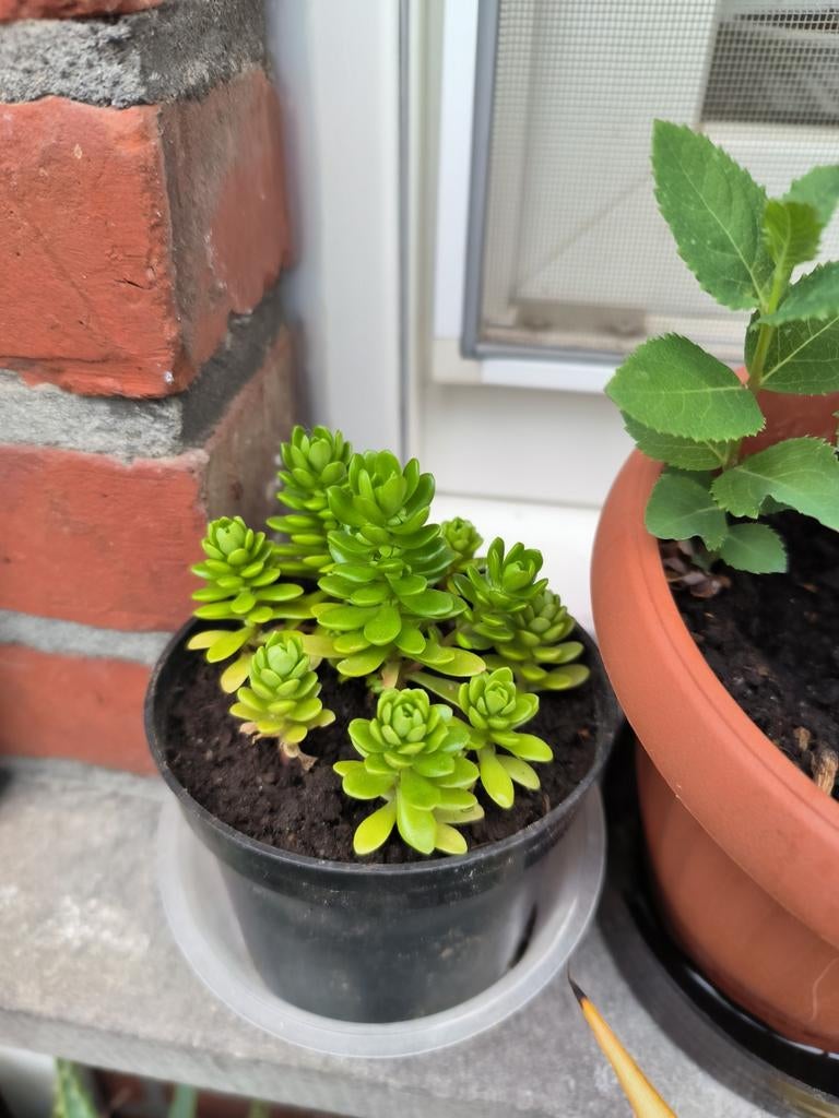 Sedum confusum vetkruid, Tuin en Terras, Ophalen, Bodembedekkers, Volle zon, Vaste plant