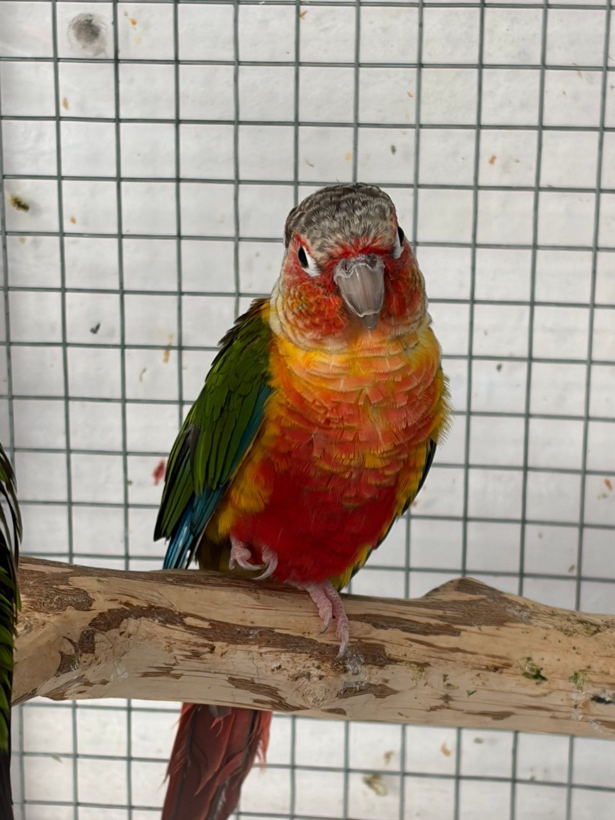 Mannelijke rode opaline parkiet, Dieren en Toebehoren, Mannelijk, Papegaai