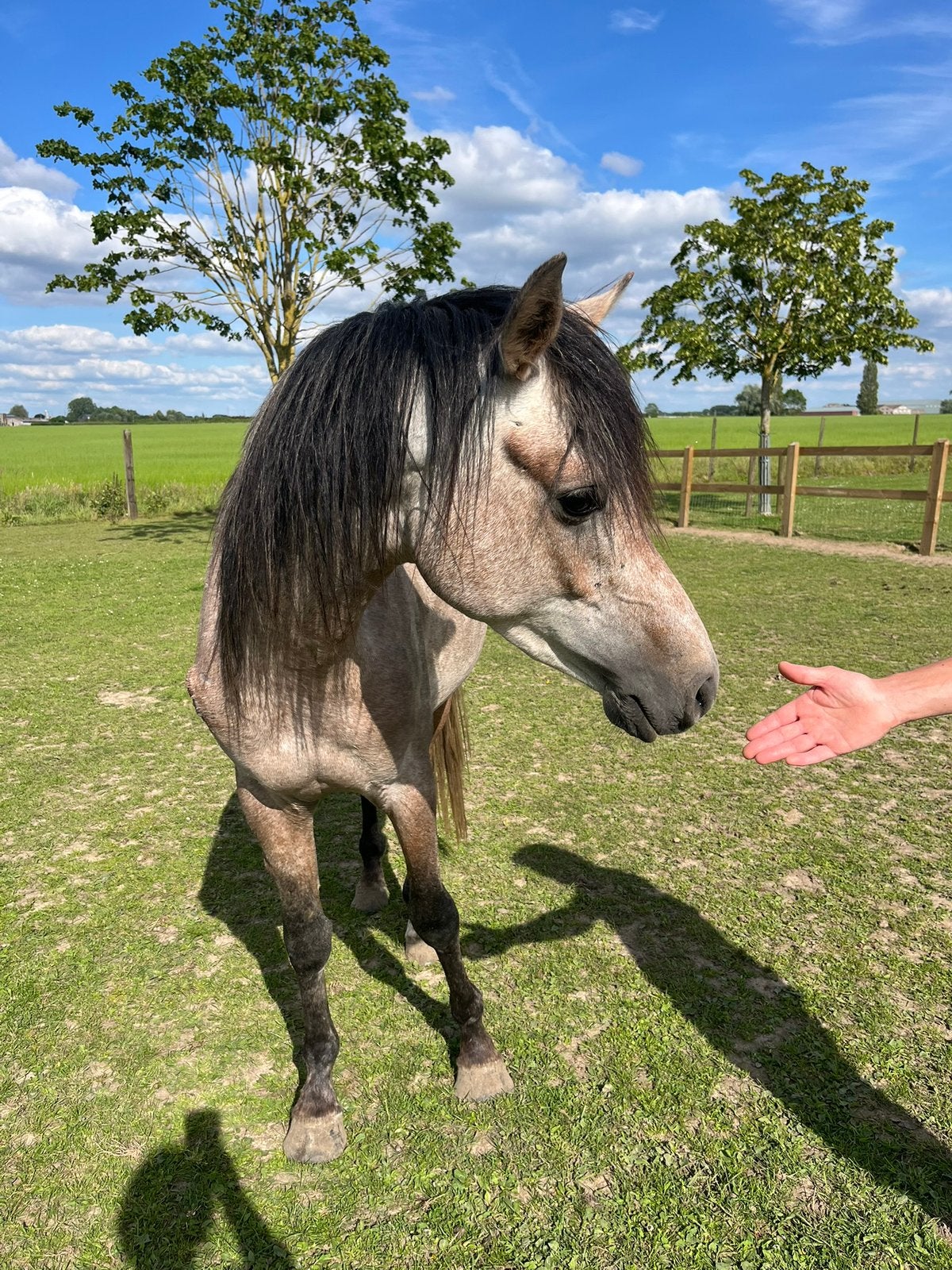 Hengst 26-03-23, Animaux & Accessoires, Chevaux & Poneys | Étalons & Juments poulinières, Étalon
