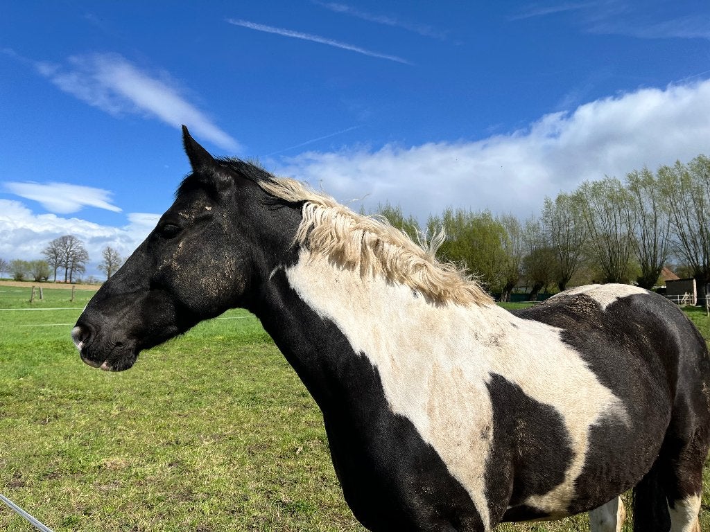 Projectpaard/recreatiepaard, Ruin, Gechipt, 7 tot 10 jaar, 160 tot 165 cm