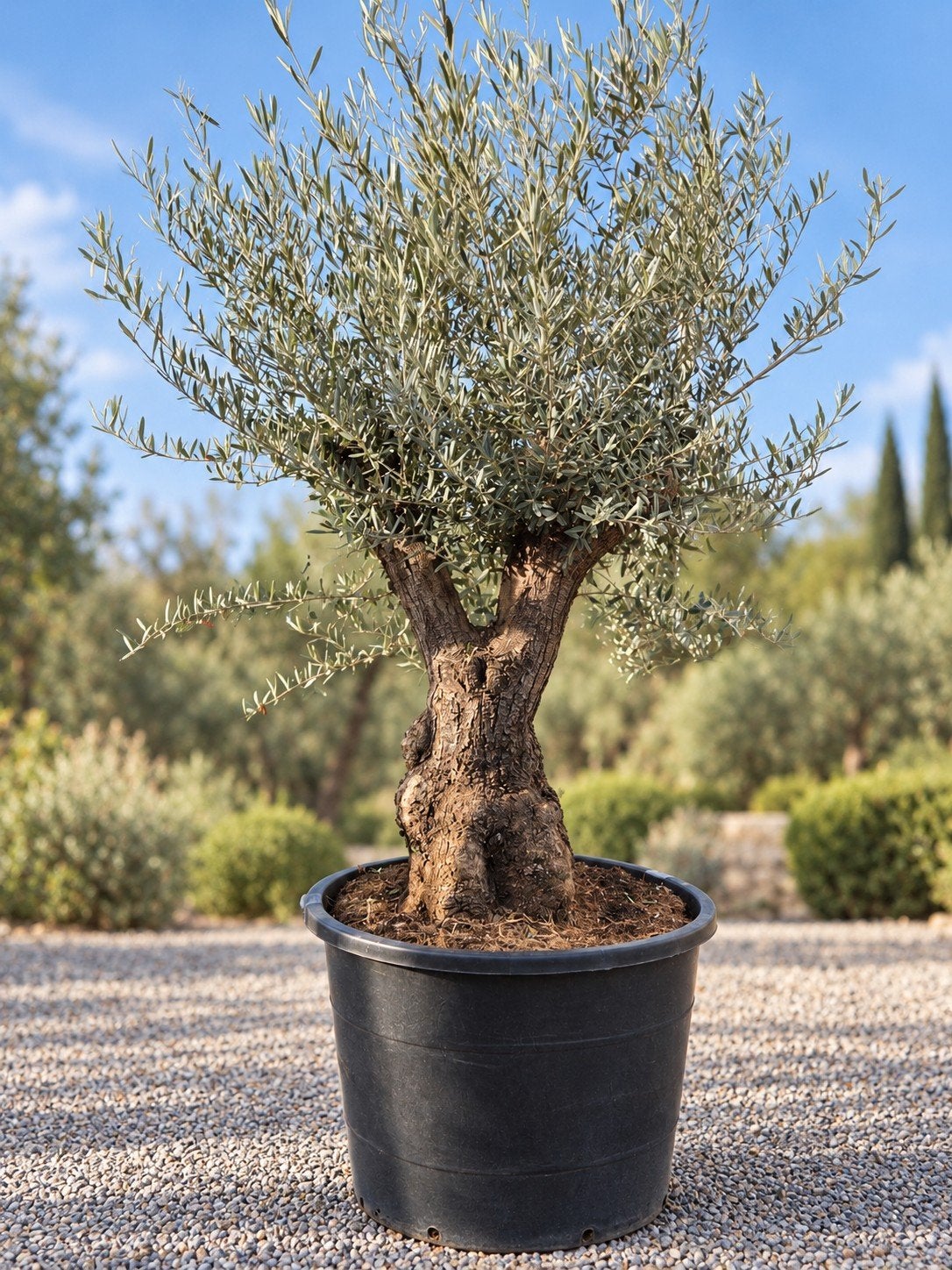 Olijfboom Olea Europaea Bonsai, Tuin en Terras, Ophalen, Olijfboom