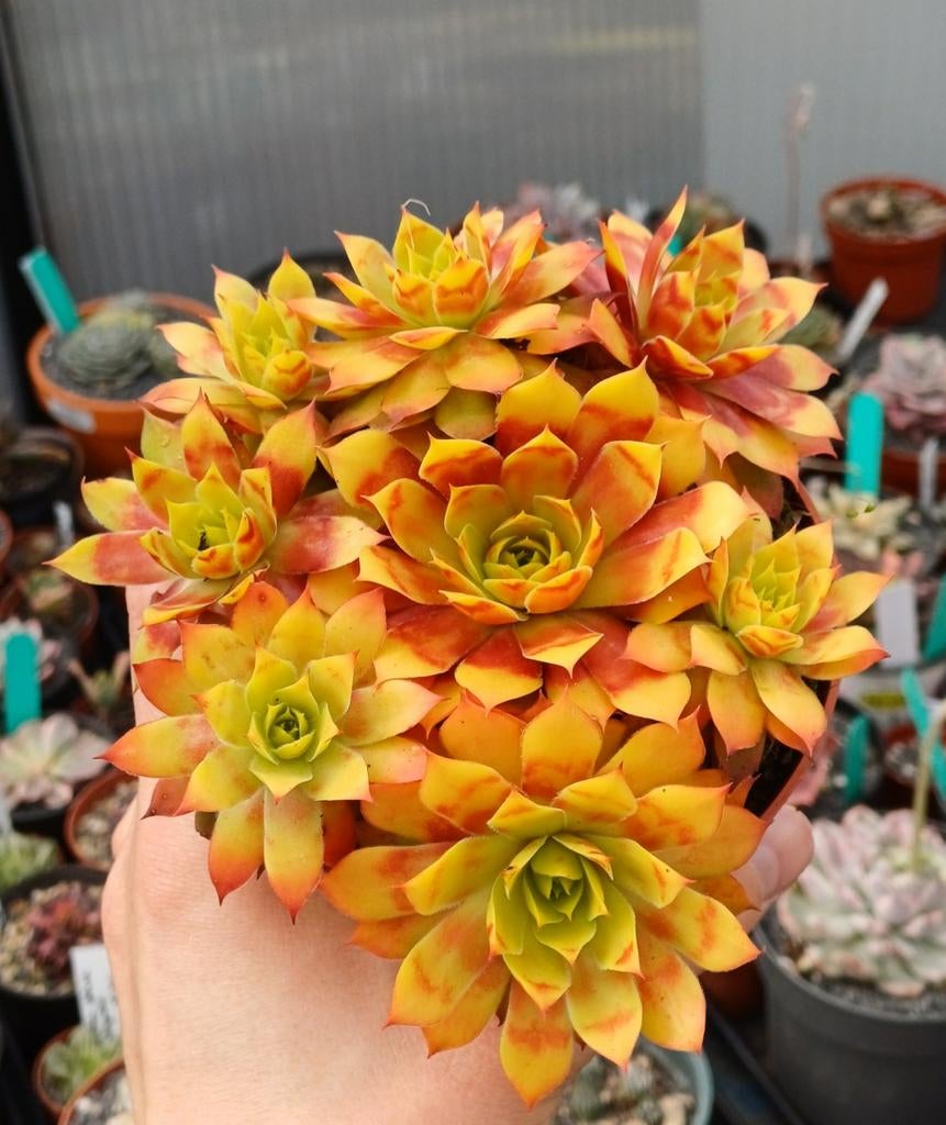 Wintervaste sempervivum, Ophalen of Verzenden