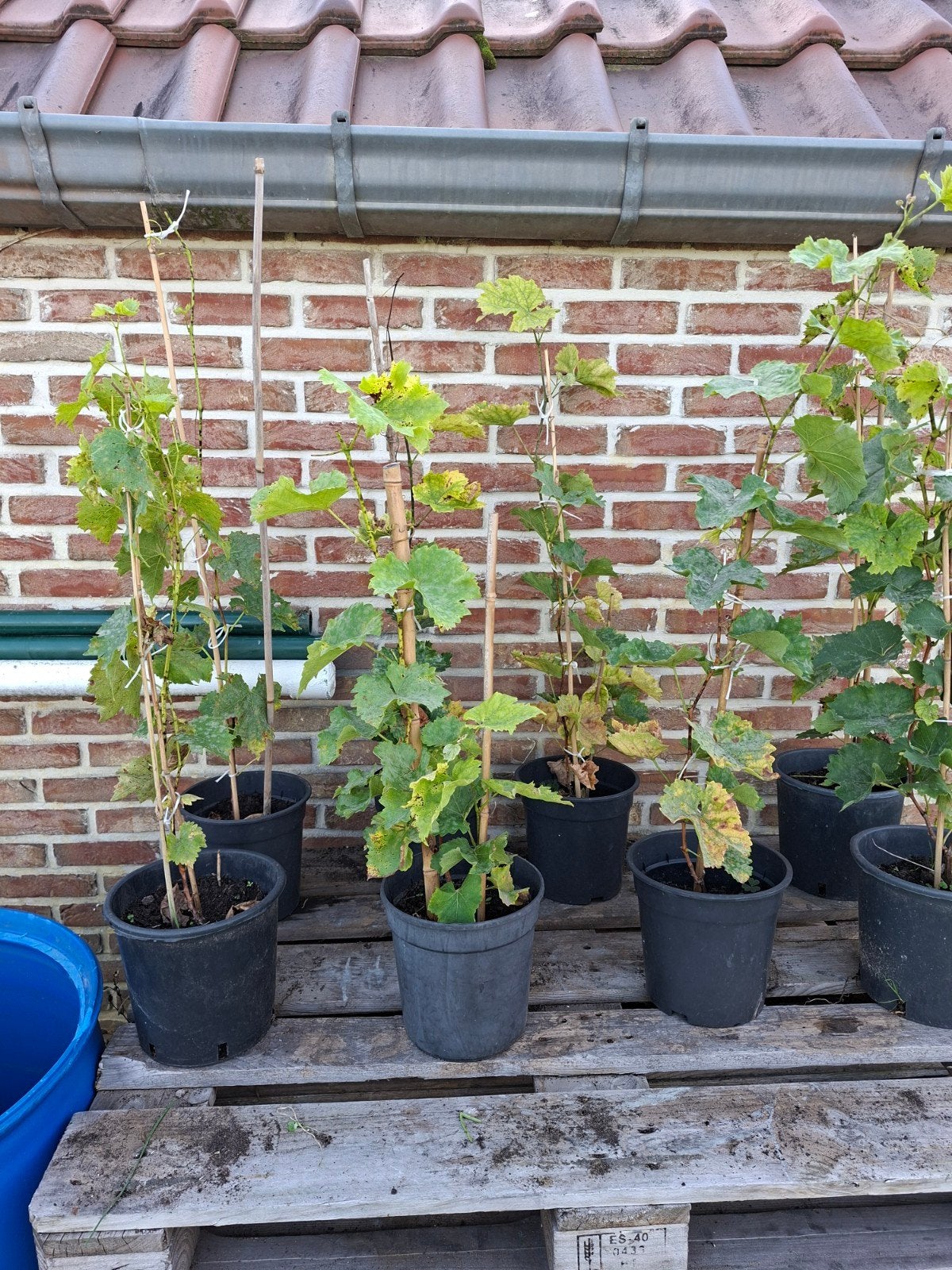 druivelaart eetdruiven rood,blauw of wit, Tuin en Terras, Ophalen