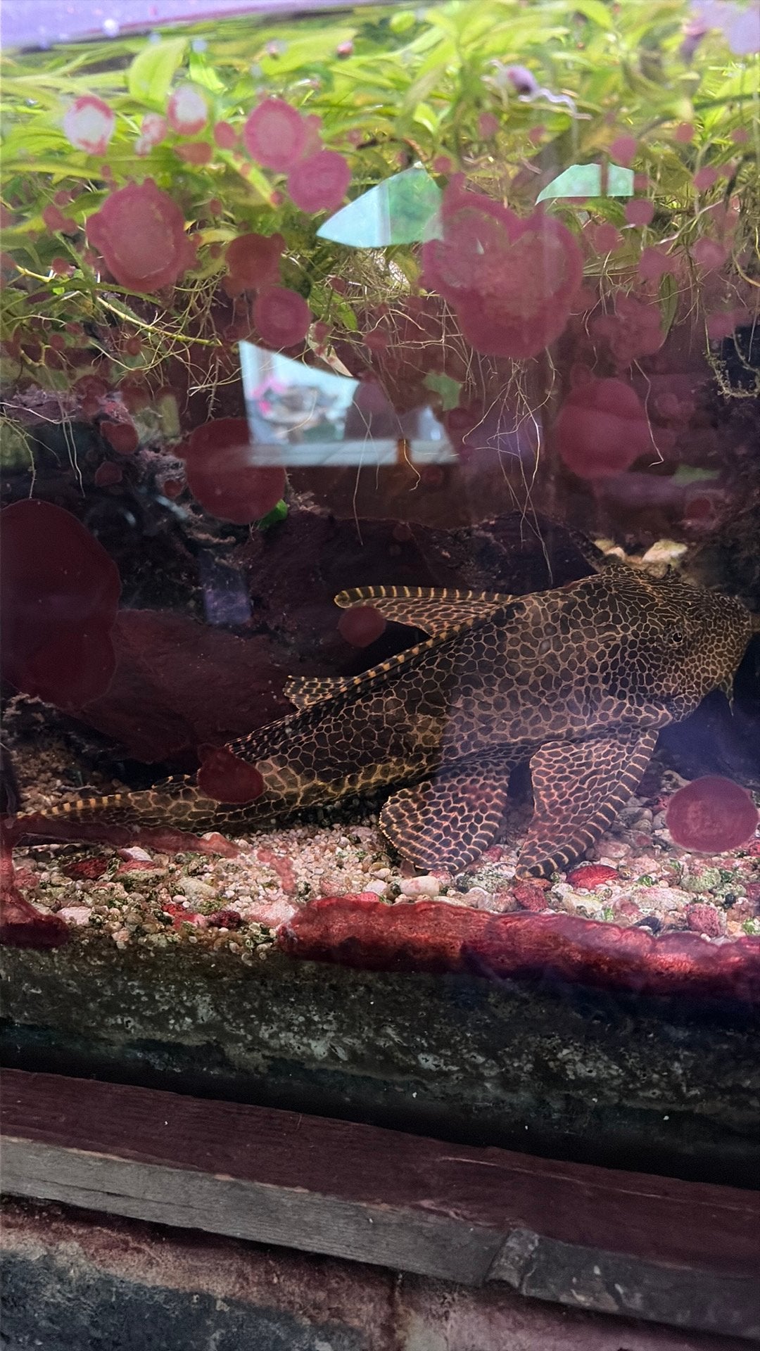 GRATIS: HYPOSTOMUS PLECOSTOMUS 30cm DRINGEND WEG!!!, Animaux & Accessoires, Volatiles, Autres espèces