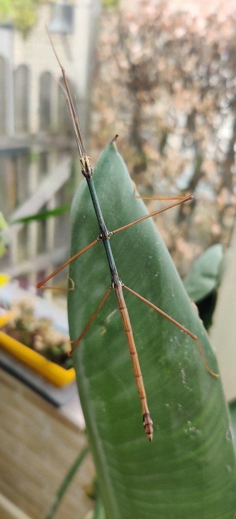 Wandelende takken - Ramulus sp "Bokor", Dieren en Toebehoren, Insecten en Spinnen, Wandelende tak