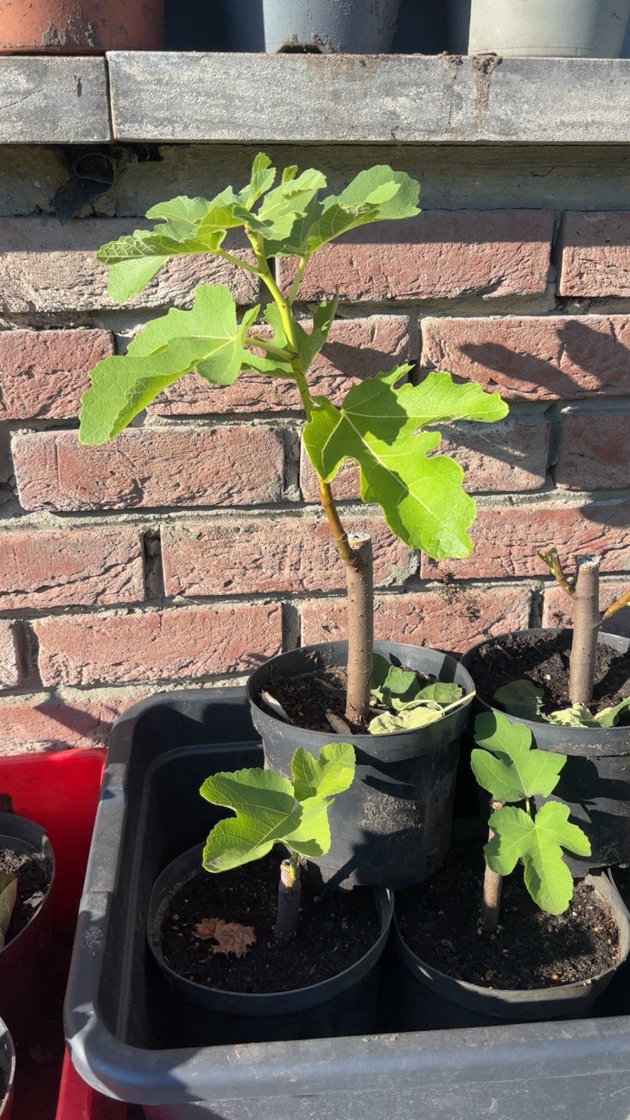 Vijgenboompje in pot, Tuin en Terras, Planten | Fruitbomen, Ophalen