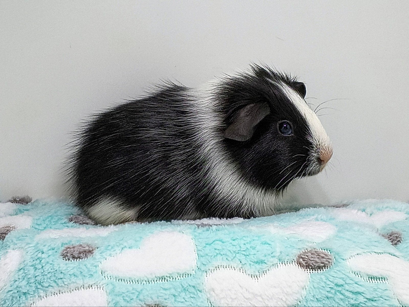 Lief gladhaar cavia zeugje te koop., Cavia, Vrouwelijk, Mei, Tam