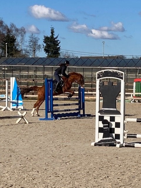 D pony te koop, Animaux & Accessoires, Poneys, 11 ans ou plus, M, Avec pedigree, Poney D (1.37 m à 1.48m)