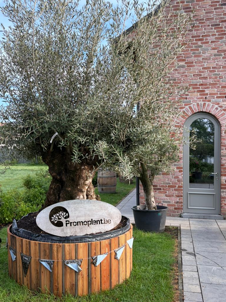 ‼️Unieke olijfbomen en prachtige palmbomen bij PROMOplant‼️, Ophalen, Zo goed als nieuw