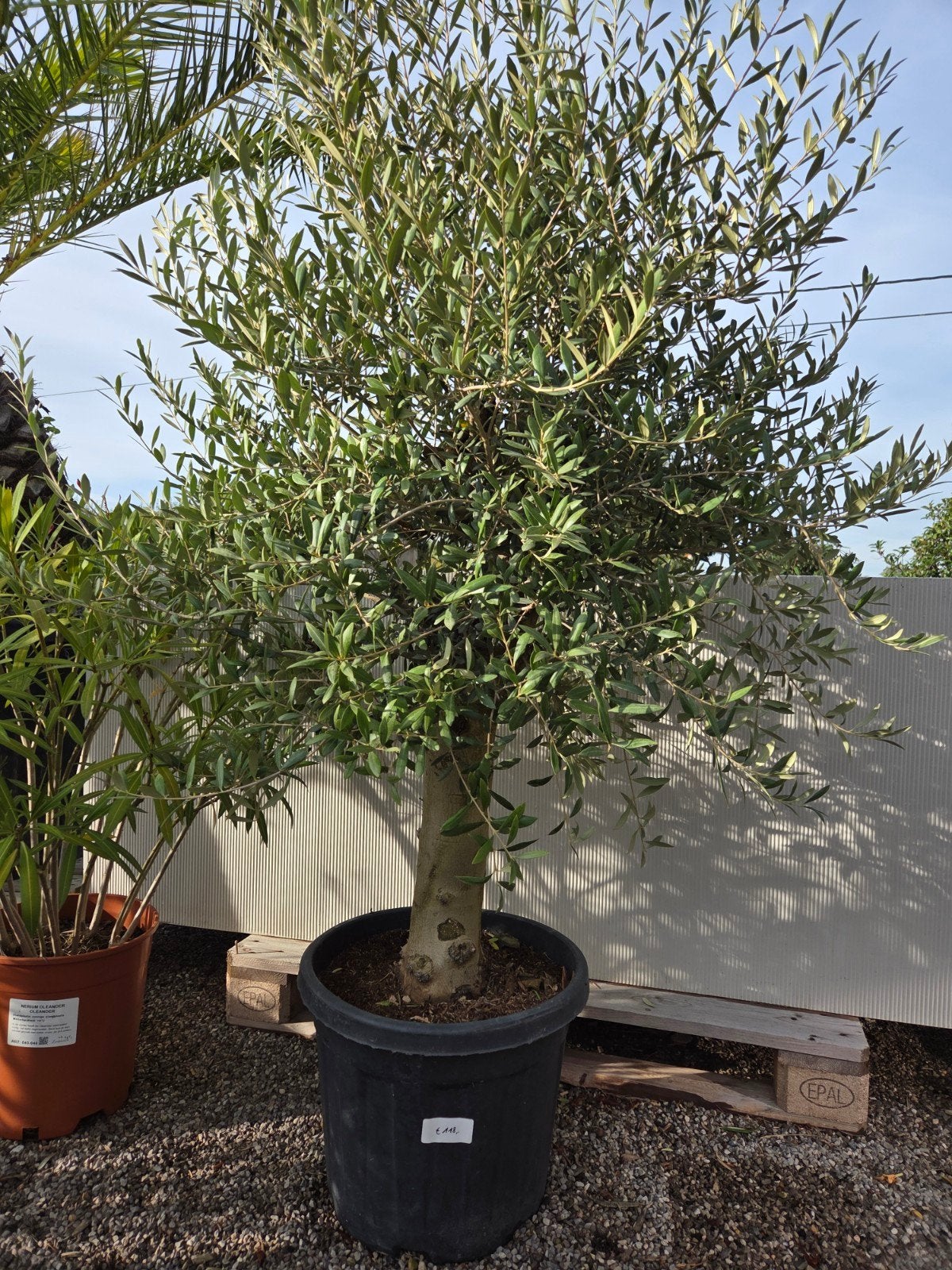Terrasolijfboom Olea Europaea, Ophalen