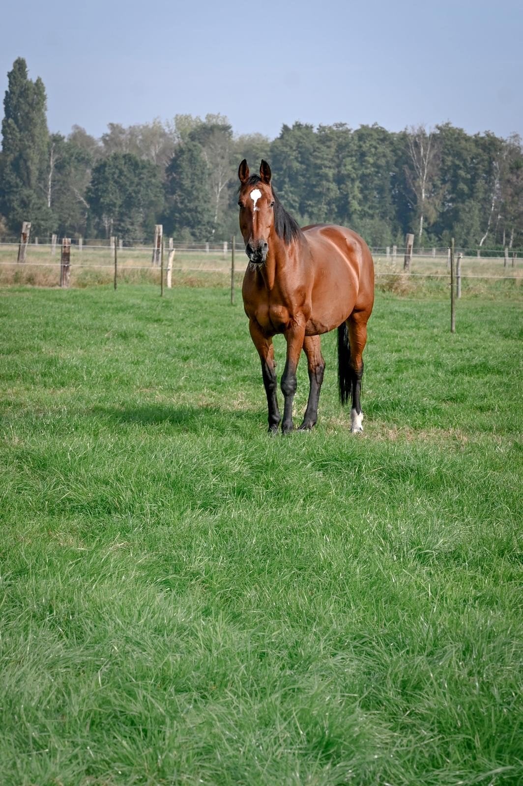 Mooie lieve Toulon merrie, Merrie, Springpaard, Met stamboom, 11 jaar of ouder