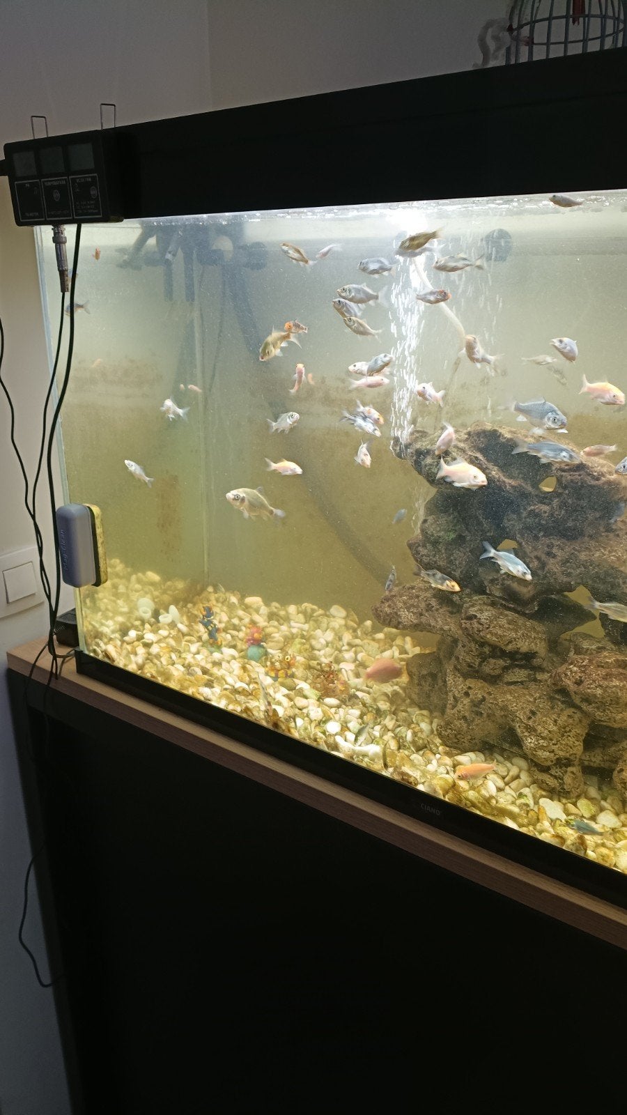 verschillende Japanse baby koi, Karper of Koi