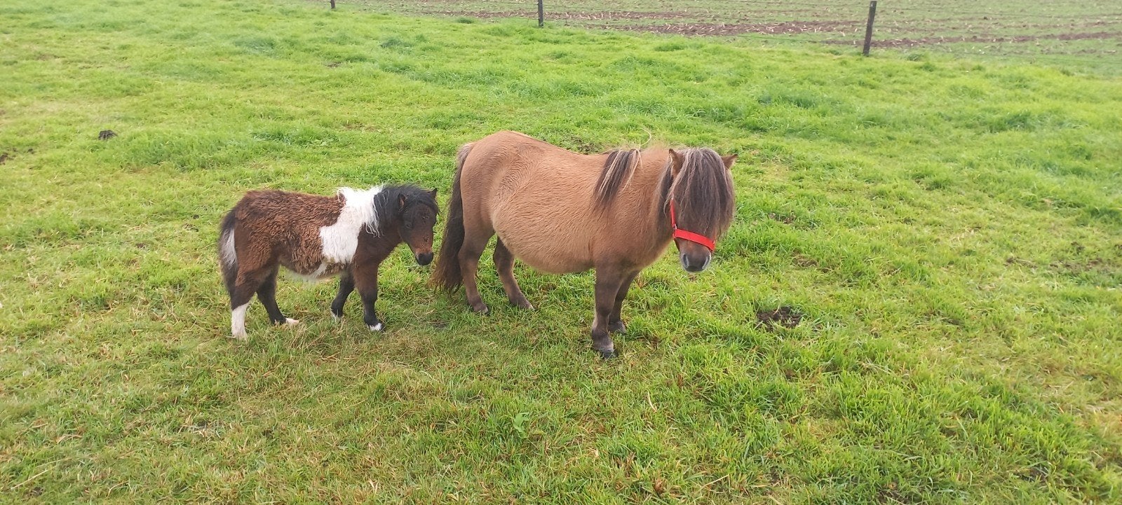 JUMENT FAUCON/CREMEDUN AVEC POULICHE., Jument, 3 à 6 ans