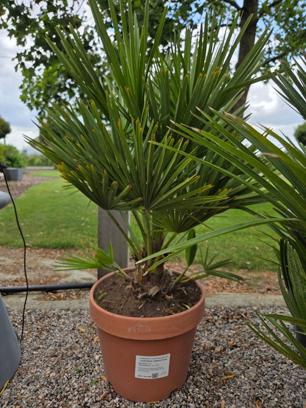 Europese dwergpalm - Chamaerops Humilis Siciliana, Ophalen
