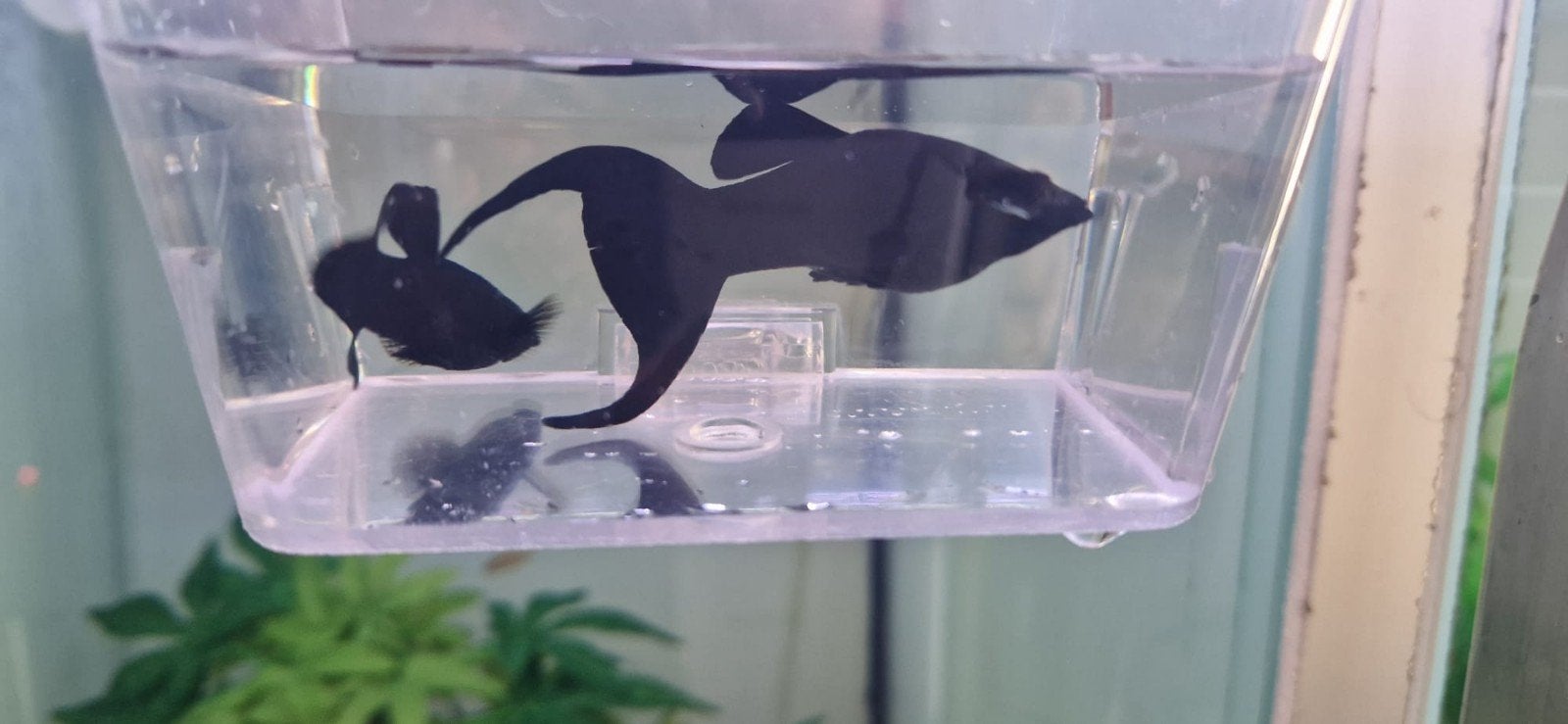 8 black molly's, Dieren en Toebehoren, Vissen | Aquariumvissen