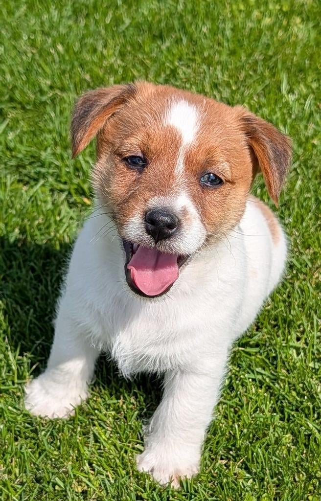 Jack Russell Terrier, Animaux & Accessoires, Chiens | Jack Russell & Terriers, Plusieurs animaux, Jack Russel Terrier, Éleveur | Loisir
