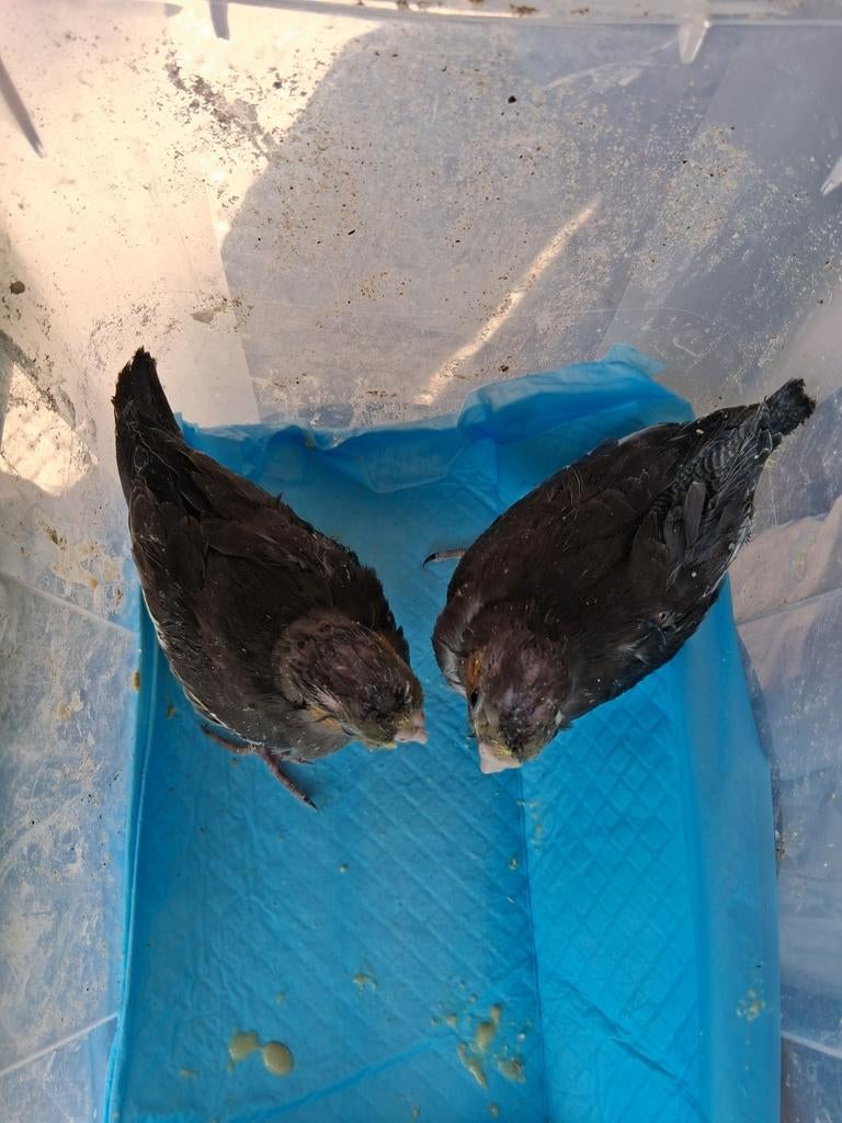 valkpakiet, Dieren en Toebehoren