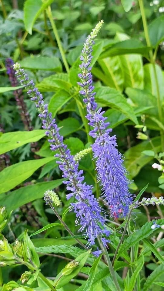 Plantjes waar ik maar enkele meer van heb, Tuin en Terras, Vaste plant, Halfschaduw, Zomer, Ophalen