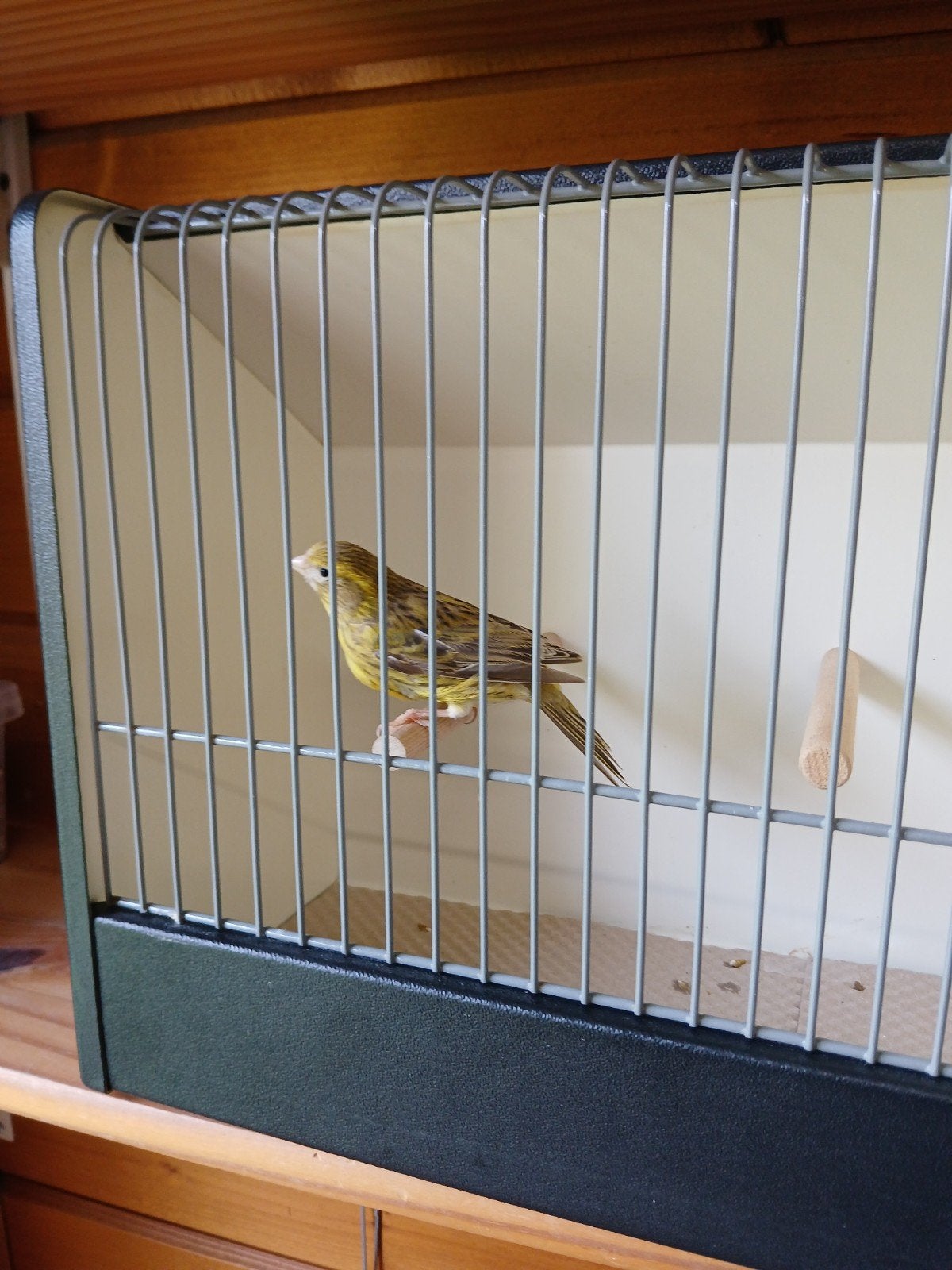 Hybride(cini x canari)x canari, Animaux & Accessoires, Femelle