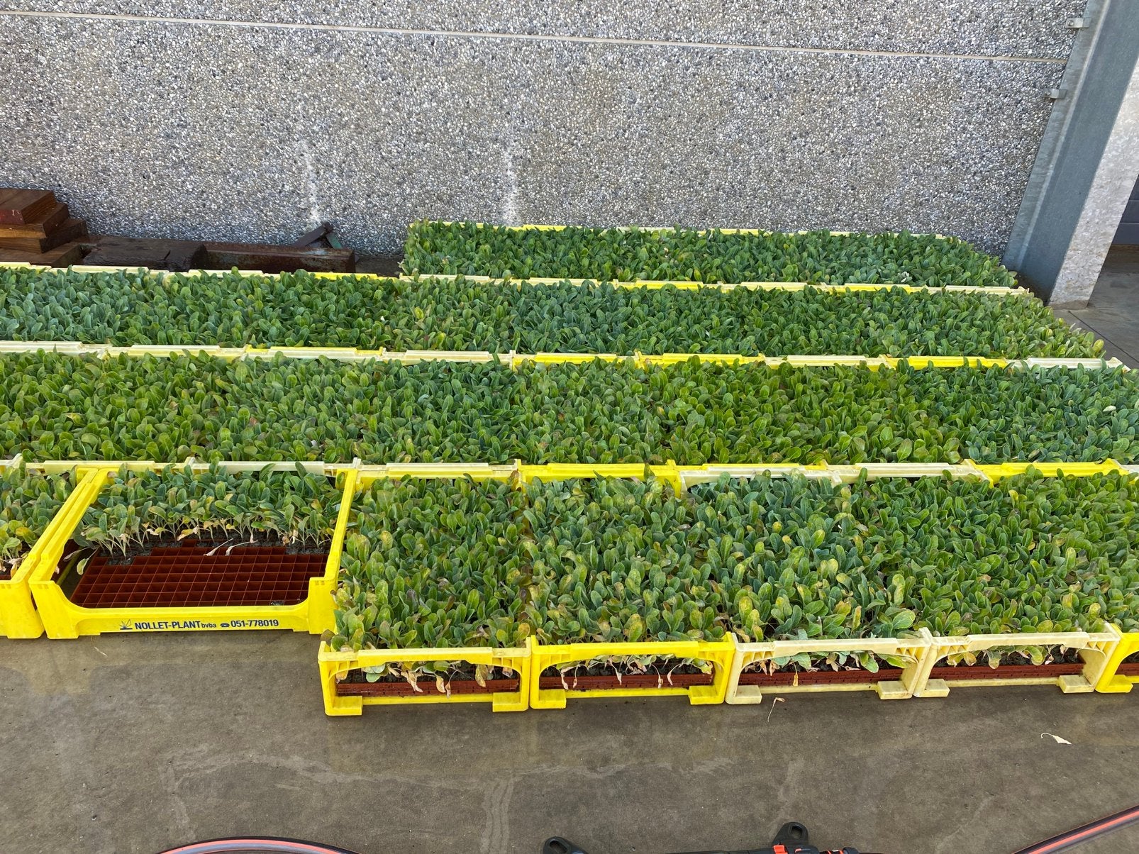 Bloemkoolplanten, Ophalen