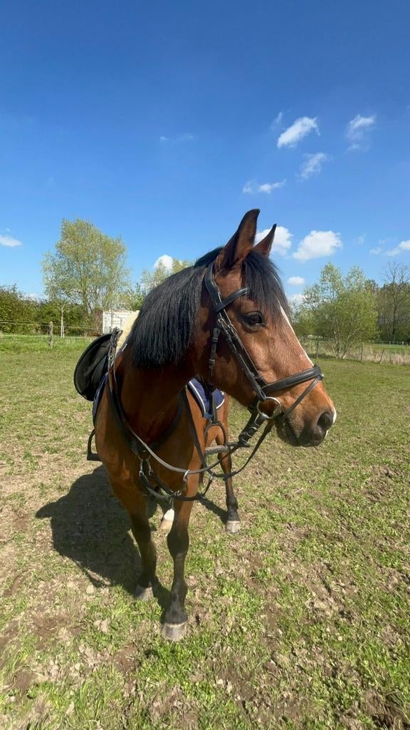 D-pony te koop, Dieren en Toebehoren, Gechipt, Ruin, 11 jaar of ouder, Recreatiepony