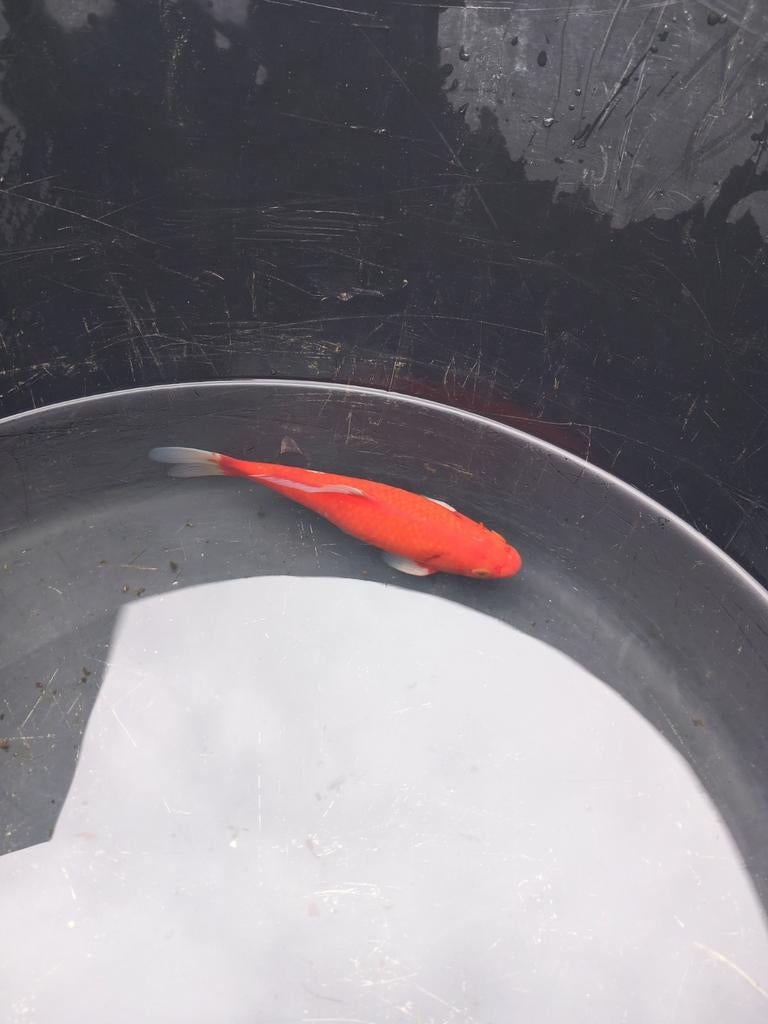 Goudvis  ( weg wegens stopzetten hobby)