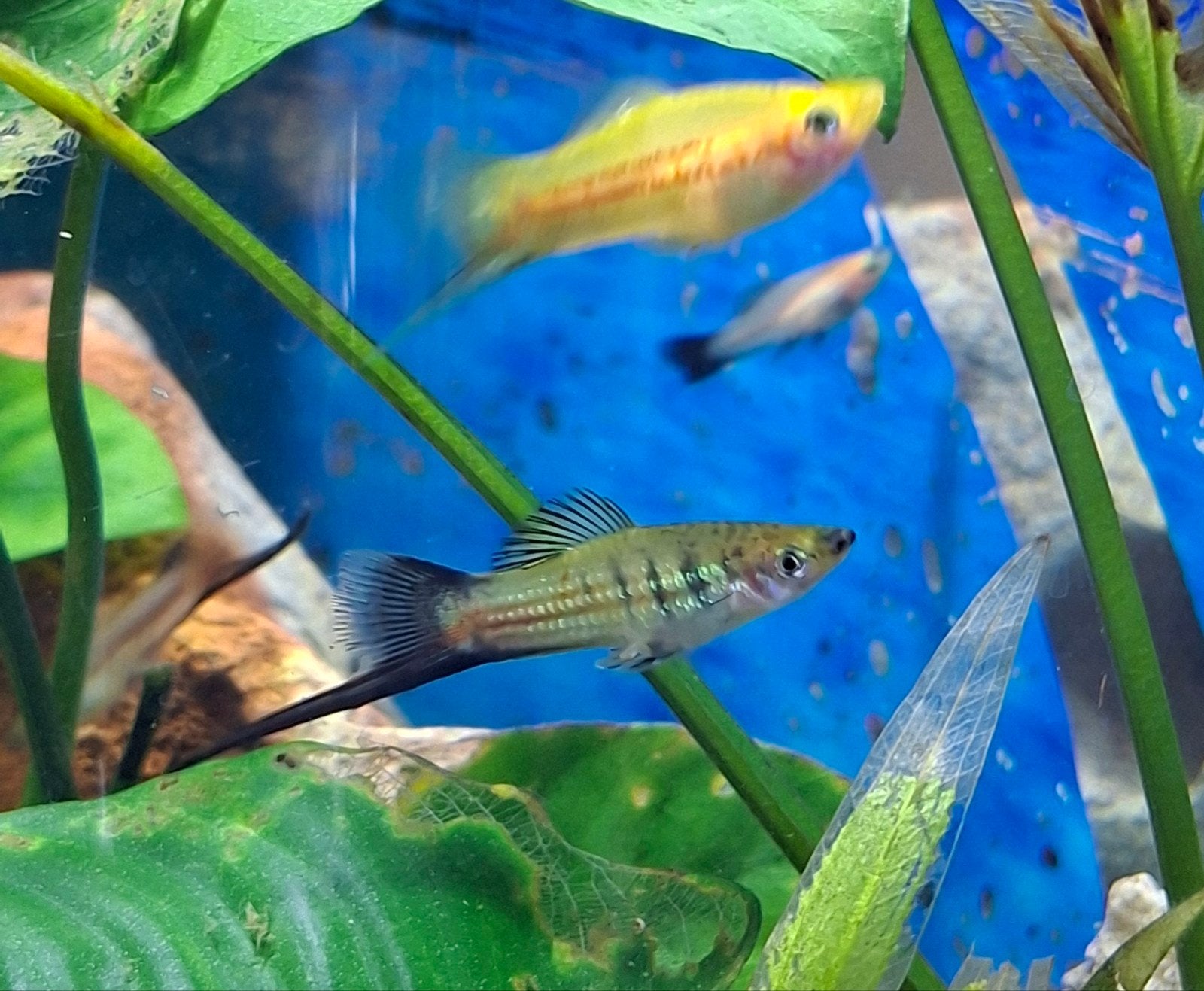Jonge aquariumvissen te koop, Dieren en Toebehoren