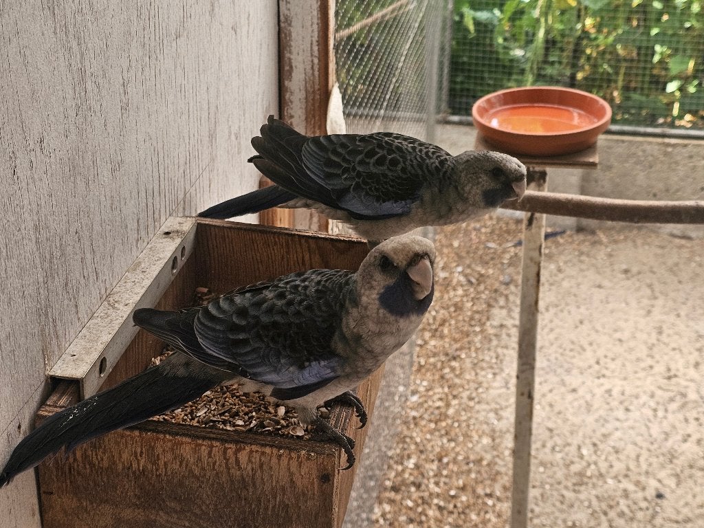Jonge blauwe pennnaten, Mannelijk, Parkiet, Geringd