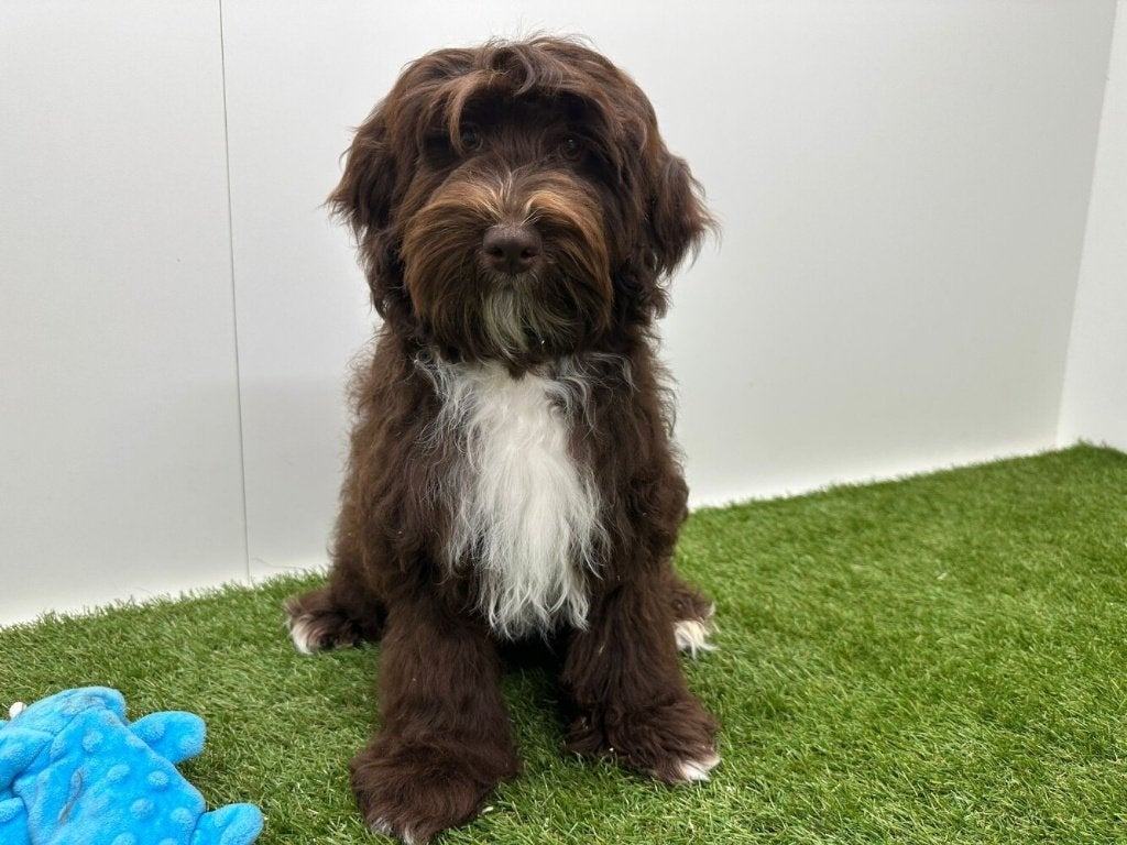 Havanezer puberpups, België, 15 weken tot 1 jaar, Parvo, Meerdere