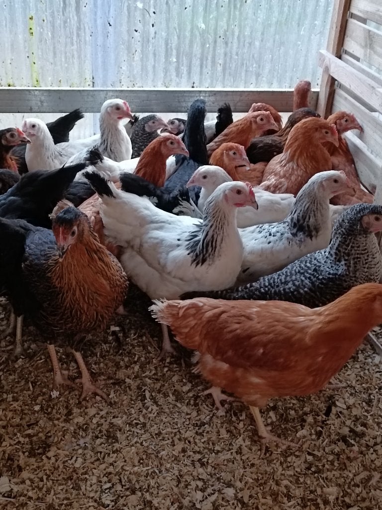 poulets traditionnels prix inédits toutes couleurs 5+1/10+3, Femelle, Poule ou poulet