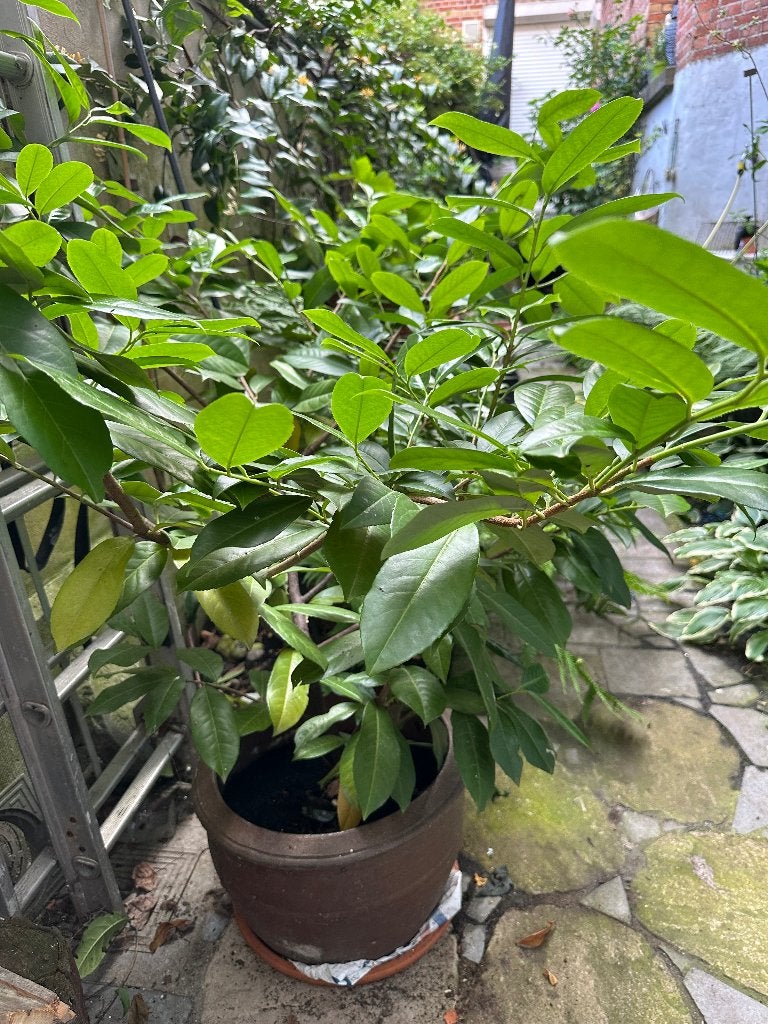 Plant, Tuin en Terras, Planten | Tuinplanten, Ophalen, Vaste plant, Overige soorten