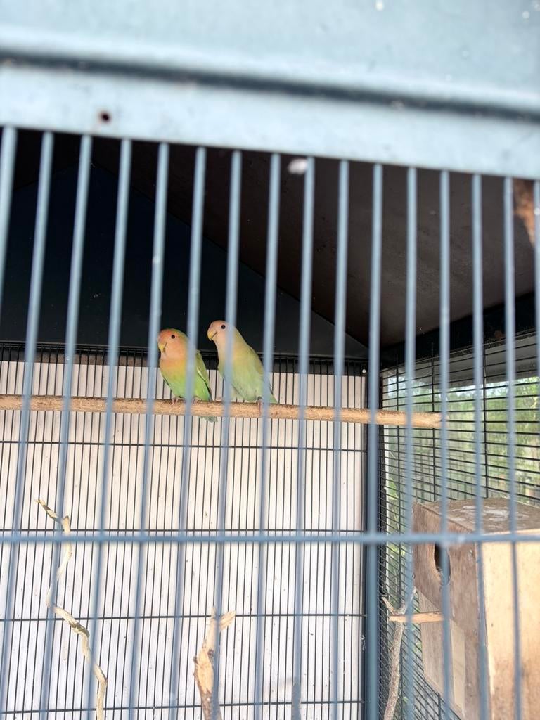 Lovebirds